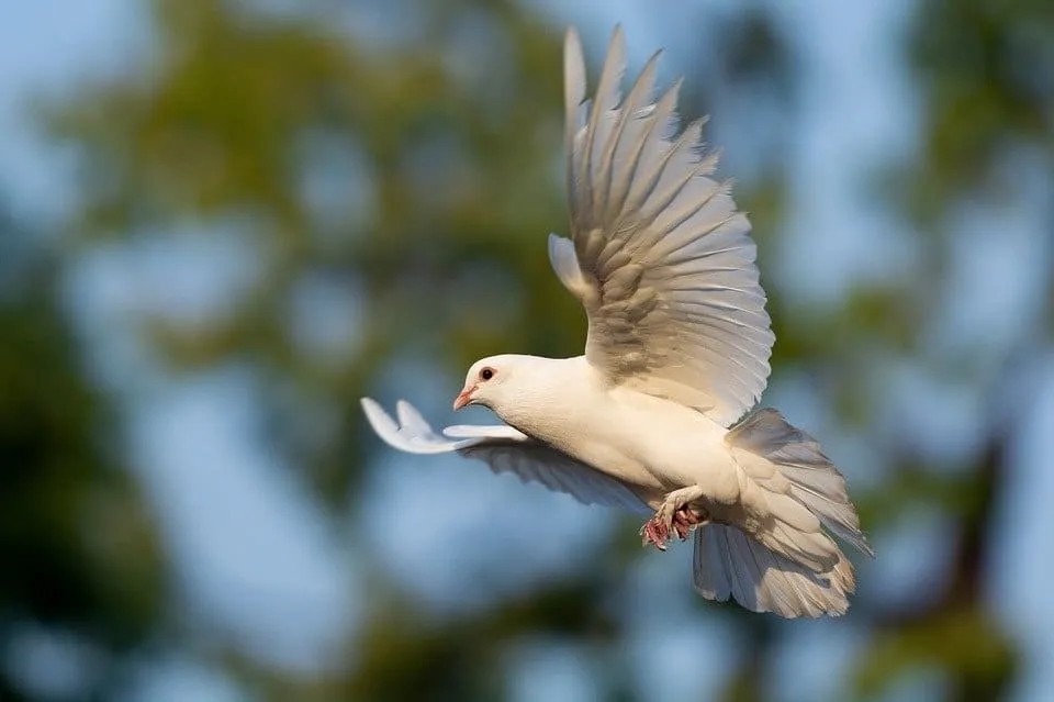Colombe blanche en vol